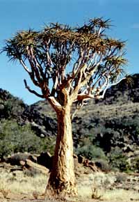 Aloe dichotoma, Afrique du Sud