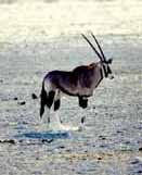 Antilope Gemsbok