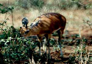 Steenbok (raphicerus campestris)