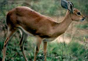 Steenbok (raphicerus campestris)