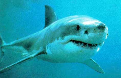 Grand Requin Blanc (Carcharodin carcharias)