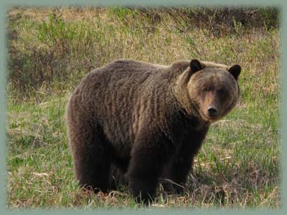 Ours brun grizzili - Canada