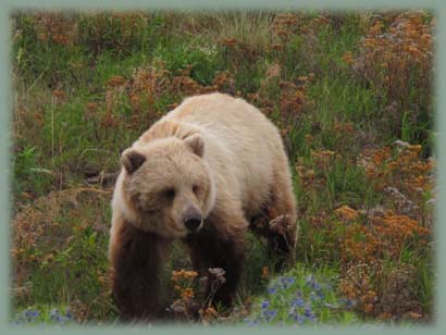 Ours brun grizzili - Canada