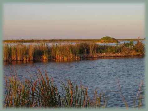 Everglades - USA