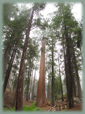 Sequoia - USA