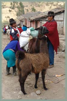 Equateur - Lamas