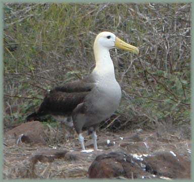 Galapagos - Albatros