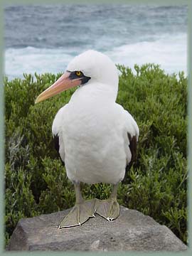 Galapagos - Fou masqué