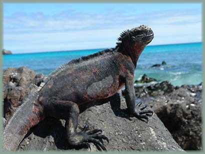 Galapagos - Iguane de mer