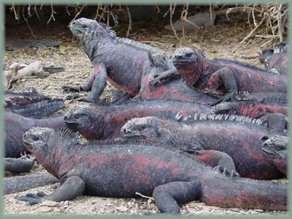 Galapagos - Iguanes de mer