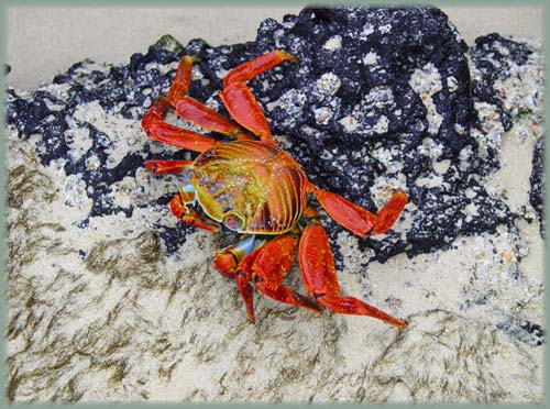 Galapagos - Crabe