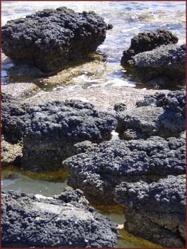 stromatolites vivants