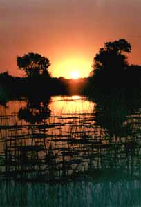 Coucher de soleil dans le delta de L'Okavango