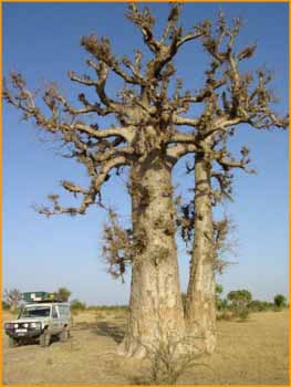 Baobabs à la frontière du Burkina