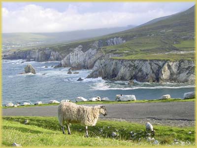 Moutons d'Irlande