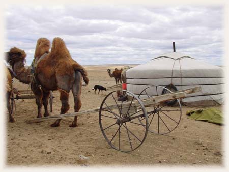 Gobi - Mongolie