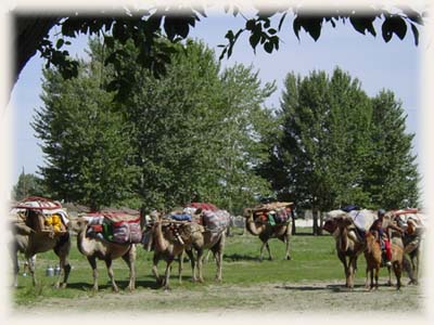 Caravane nomade de Mongolie