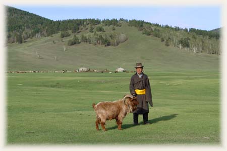 Chévres - Mongolie