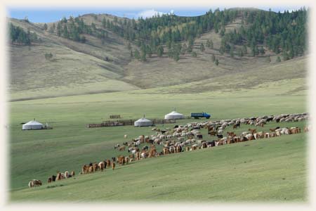Moutons - Mongolie