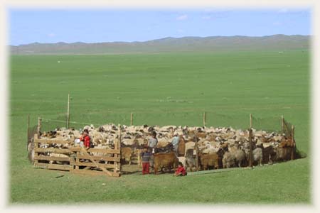 Moutons et Chèvres - Mongolie
