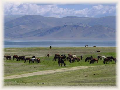 Troupeaux - Mongolie
