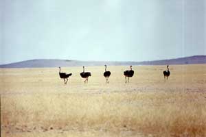 Autruches dans le veld namibien