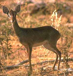 Dik-dik (Madoqua sp)