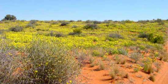 Désert en fleurs du Simpson National Park, Australie