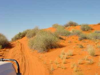 Simpson Desert National  Park, Australie