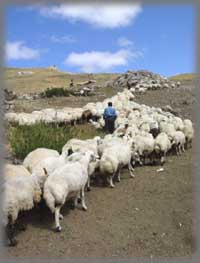 Nomades en été et leur moutons