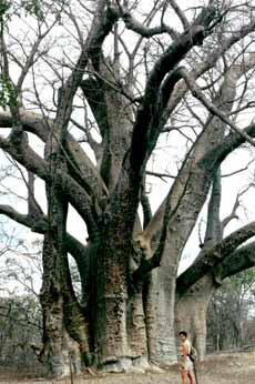 Baobab, Zimbabwe
