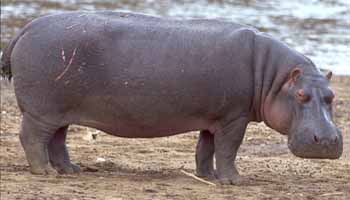 Hippopotamus amphibus